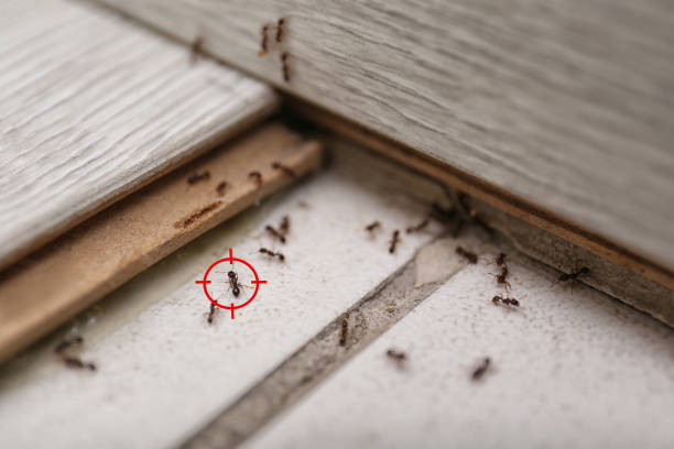 Best Pest Prevention Services  in Ossian, IN