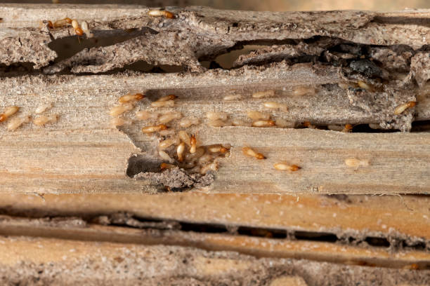 Best Insect Control  in Ossian, IN
